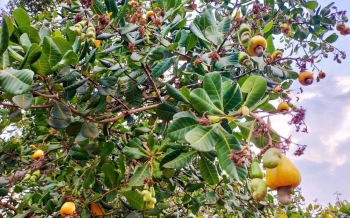 Đồng Nai sẽ tổ chức lễ xuất khẩu chuối và lễ hội Quả điều vàng năm 2026