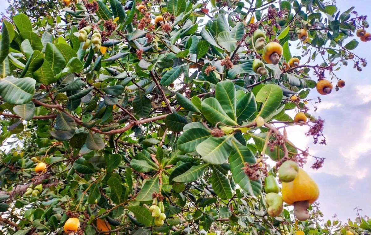 Đồng Nai sẽ tổ chức lễ xuất khẩu chuối và lễ hội Quả điều vàng năm 2026