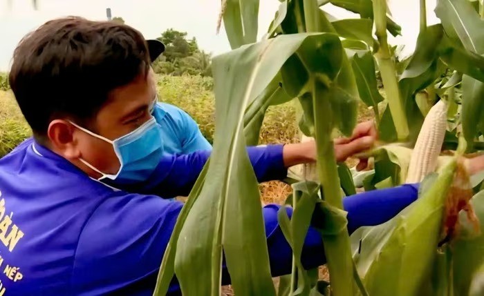 Cây bắp thay lúa ở vùng "rốn" mặn, thu nhập cao gấp 4 lần