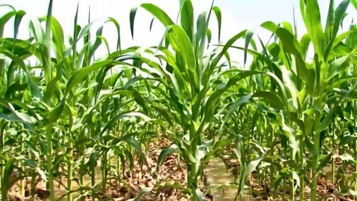 Cây bắp thay lúa ở vùng "rốn" mặn, thu nhập cao gấp 4 lần