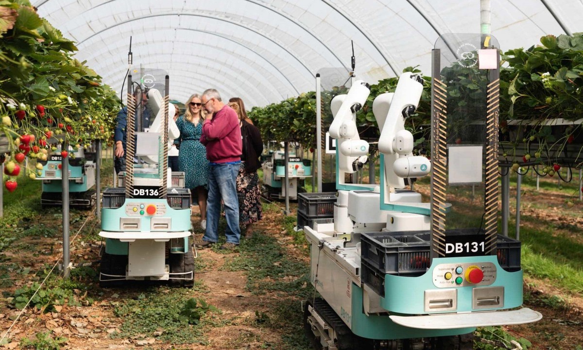 Robot hái dâu tây Dogtooth sẵn sàng ứng dụng trong sản xuất