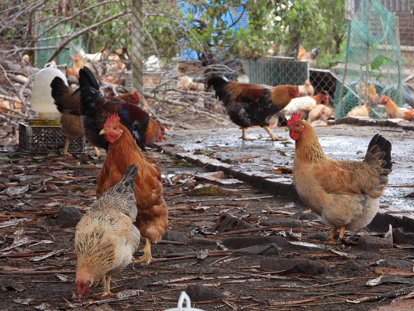 Đan gà của hộ chăn nuôi tại địa phương