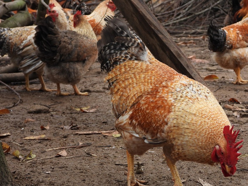 Gà Tiên Yên. Ảnh: Duy Tùng 
