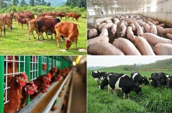 Đồng Nai: Tăng cường kiểm tra kinh doanh, sử dụng chất cấm trong chăn nuôi