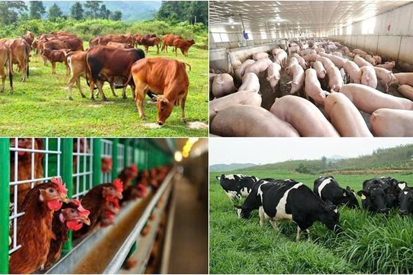 Đồng Nai: Tăng cường kiểm tra kinh doanh, sử dụng chất cấm trong chăn nuôi