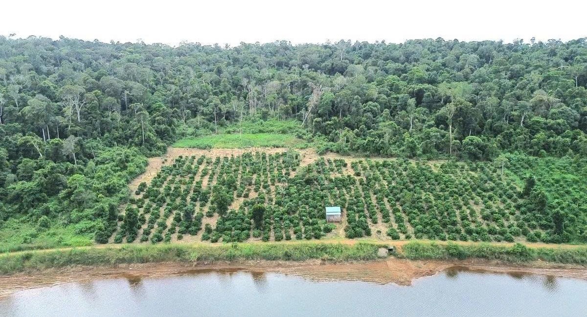 Chỉ đạo khắc phục hậu quả vi phạm đối với diện tích rừng bị tác động