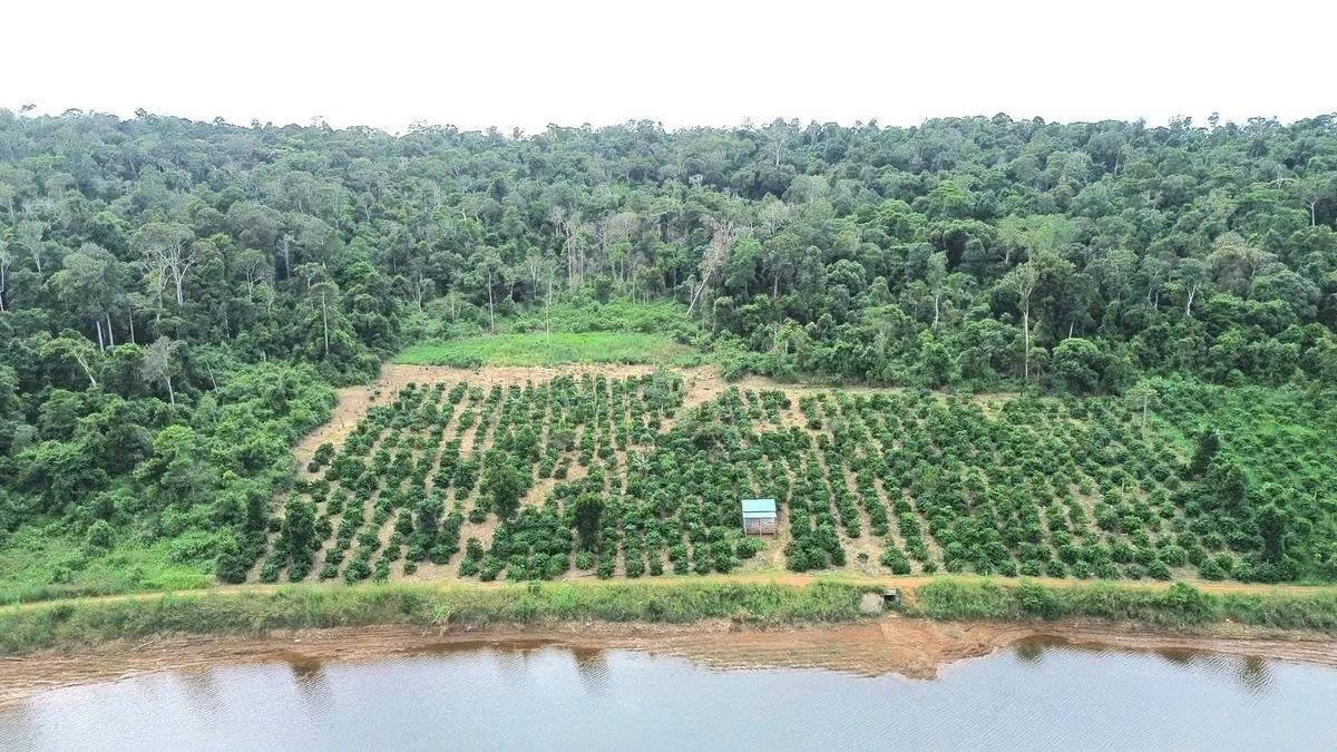 Lâm Đồng tiếp nhận hơn 1.300 ha đất lâm nghiệp, tăng cường quản lý tài nguyên tại cơ sở