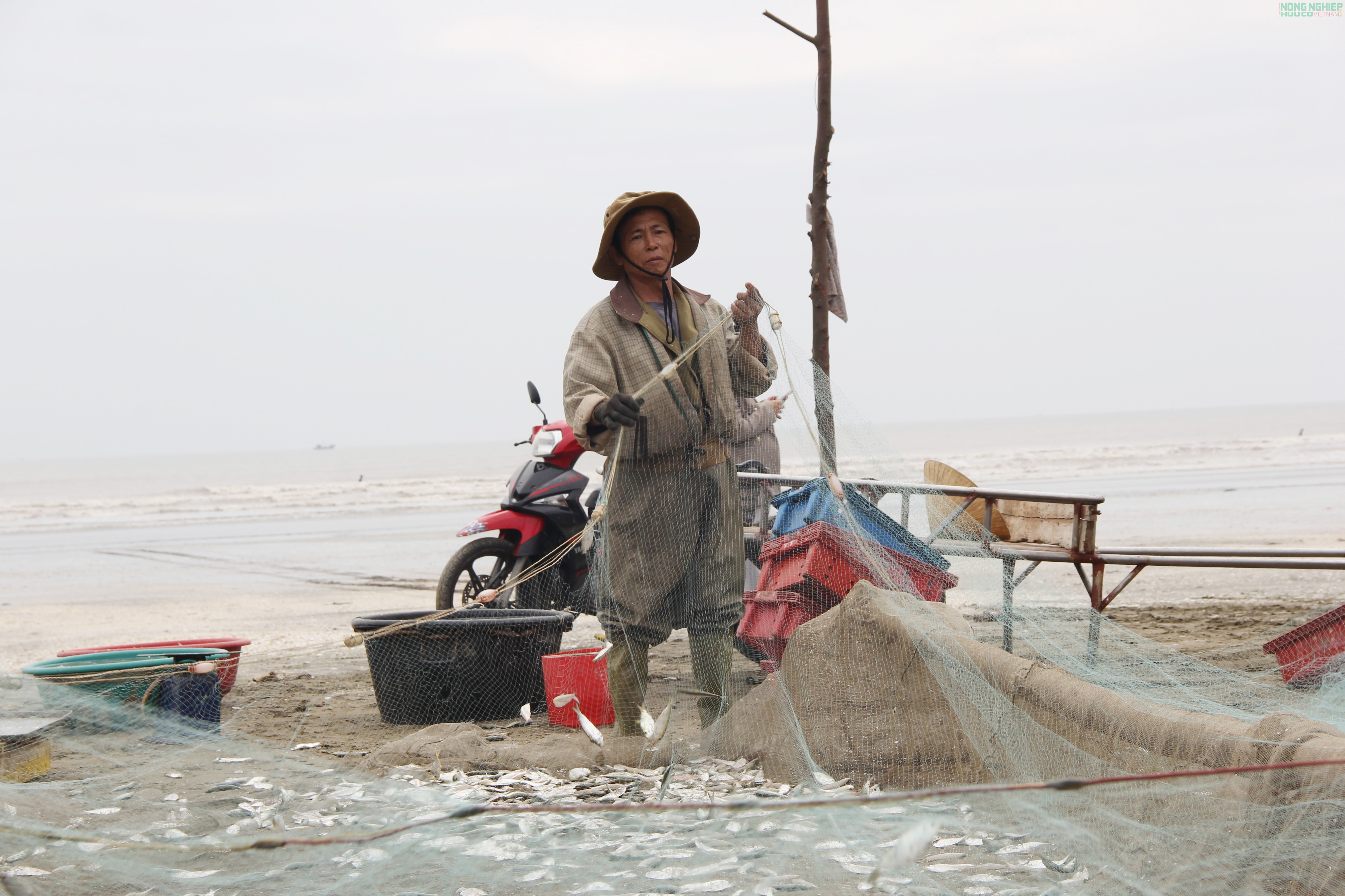 Mỏi tay gỡ cá trích, ngư dân Nghệ An kiếm tiền triệu sau mỗi chuyến biển