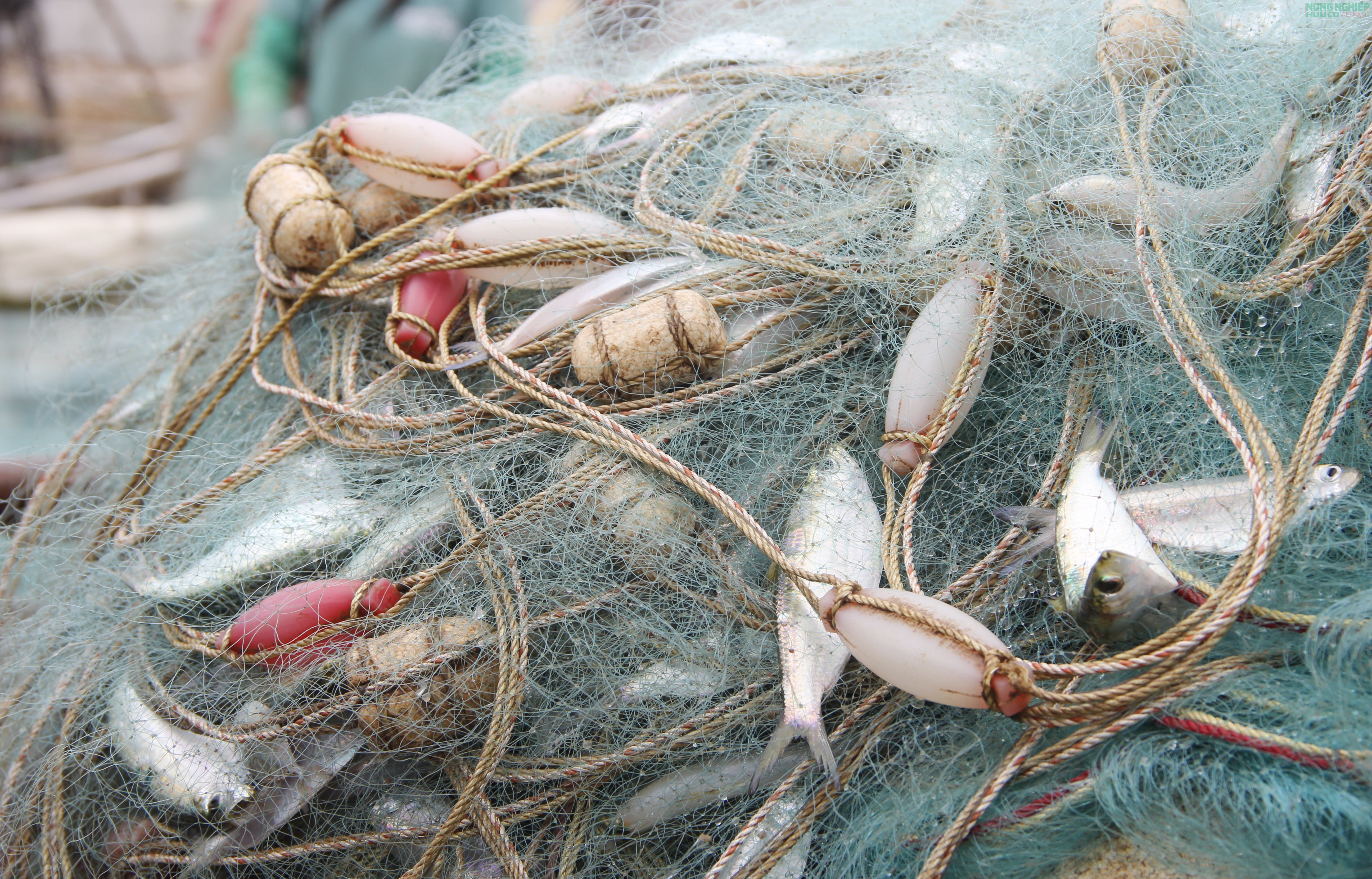 Mỏi tay gỡ cá trích, ngư dân Nghệ An kiếm tiền triệu sau mỗi chuyến biển