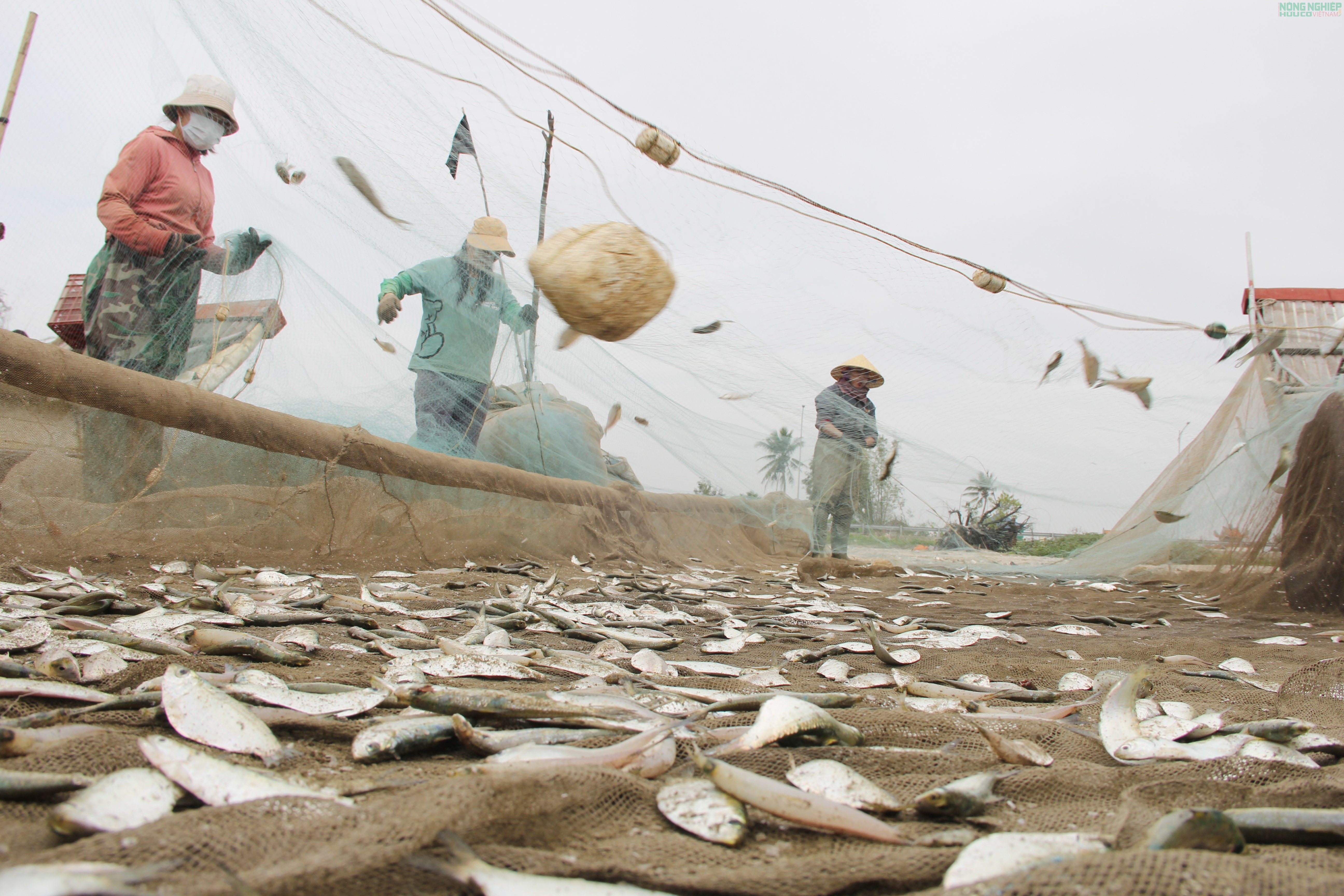 Mỏi tay gỡ cá trích, ngư dân Nghệ An kiếm tiền triệu sau mỗi chuyến biển