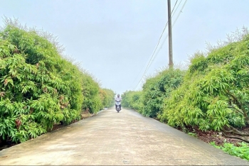 hai phong quyet liet cac giai phap ky thuat bao ve nang suat vai nhan vu 2026