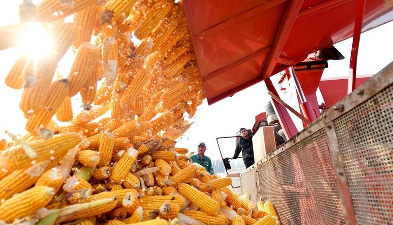 Sản lượng ngô của Argentina có thể đạt mức cao kỷ lục mới