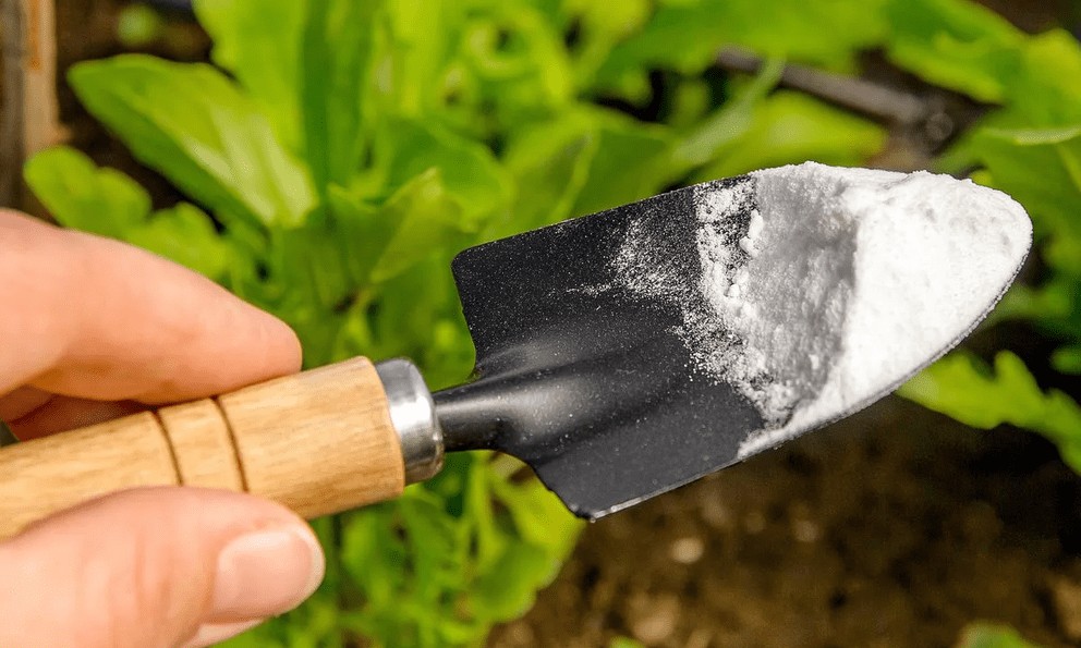 Tự chế dung dịch chống nấm tuyệt vời cho cây trồng trong vườn bằng 1 nguyên liệu có sẵn trong bếp