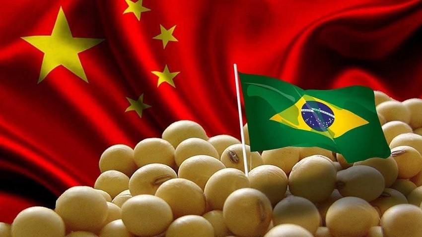 Siết chặt kiểm dịch làm chậm dòng chảy đậu tương Brazil sang Trung Quốc giữa cao điểm