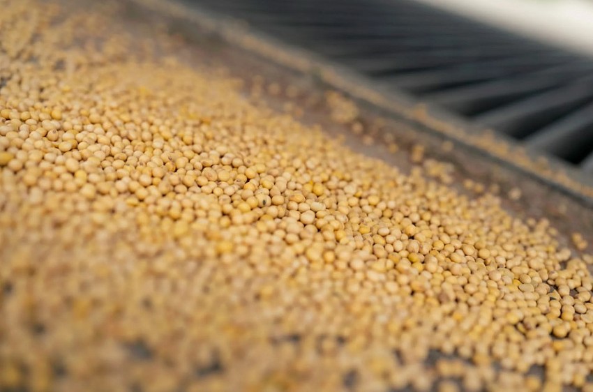 Giá phân bón tăng mạnh có thể làm thay đổi cơ cấu gieo trồng vụ 2026