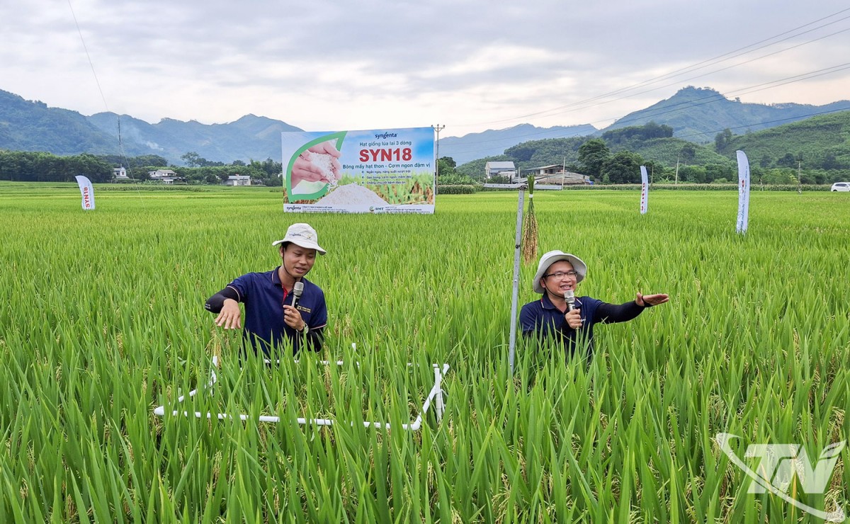 Mở rộng sản xuất lúa chất lượng cao
