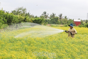 Cánh đồng thì là duy nhất ở Cà Mau vào mùa thu hoạch