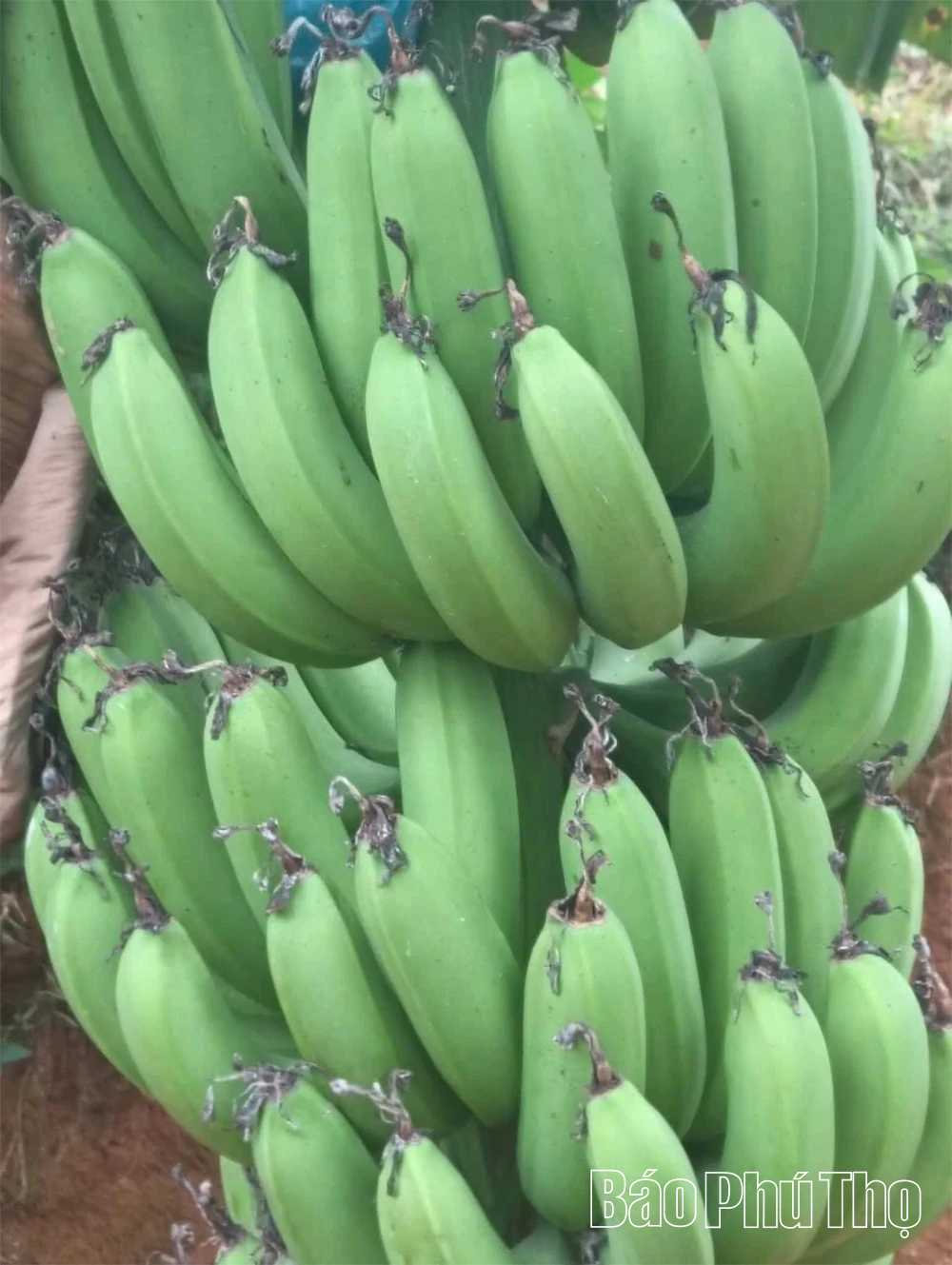 Cây chuối mở hướng phát triển kinh tế ở Lai Đồng, tỉnh Phú Thọ