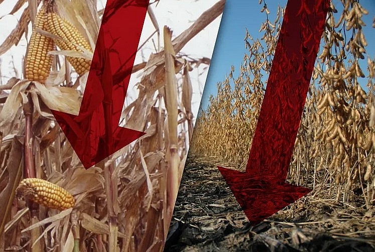 Giá đậu tương Hoa Kỳ giảm kịch sàn do lo ngại đình trệ đàm phán với Trung Quốc