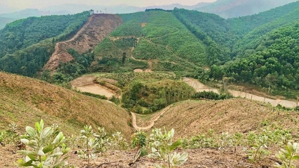 Thái Nguyên nâng cao chất lượng rừng trồng