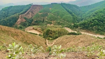 Thái Nguyên nâng cao chất lượng rừng trồng