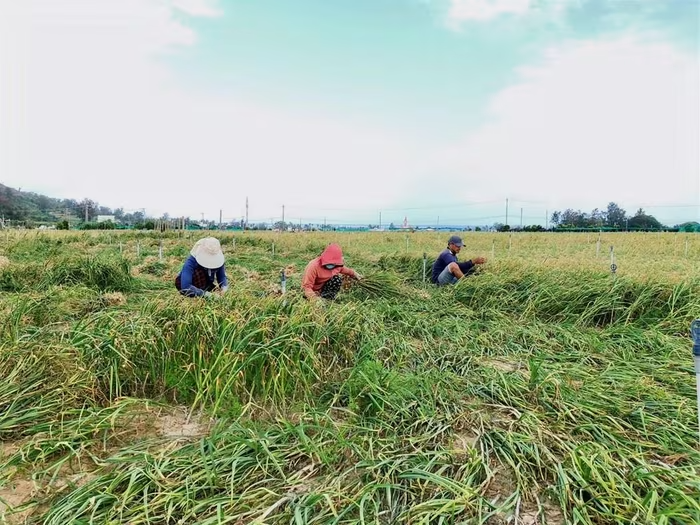 Chi phí tăng, giá giảm: Người trồng tỏi Lý Sơn đối mặt áp lực kép