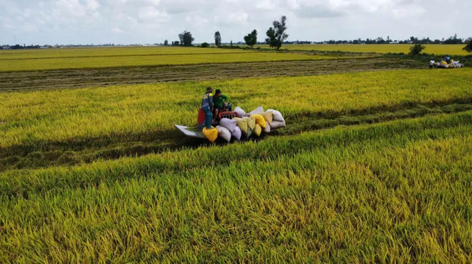 Tăng giải pháp, không để lúa nằm đồng khi giá giảm