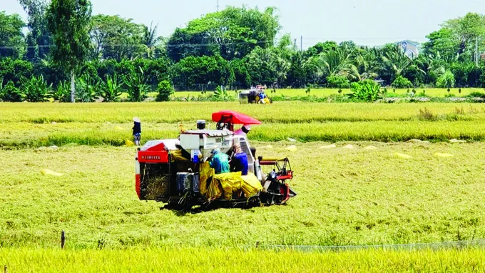 Tăng giải pháp, không để lúa nằm đồng khi giá giảm