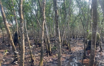 Hải Phòng: Siết chặt kiểm tra, nghiệm thu hiện trạng rừng và đất lâm nghiệp