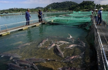 Lâm Đồng: Đam Rông 2 nỗ lực đưa nghề nuôi cá tầm phát triển bền vững và đúng quy định