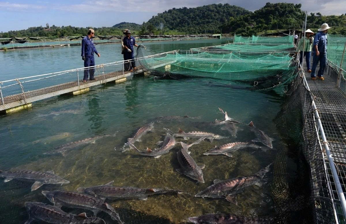 Lâm Đồng: Đam Rông 2 nỗ lực đưa nghề nuôi cá tầm phát triển bền vững và đúng quy định
