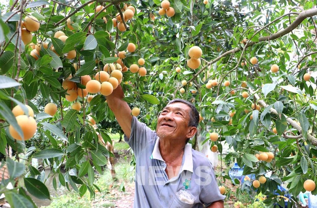 Thanh trà ngọt Vĩnh Long: Từ vườn quê thành mỏ vàng mới