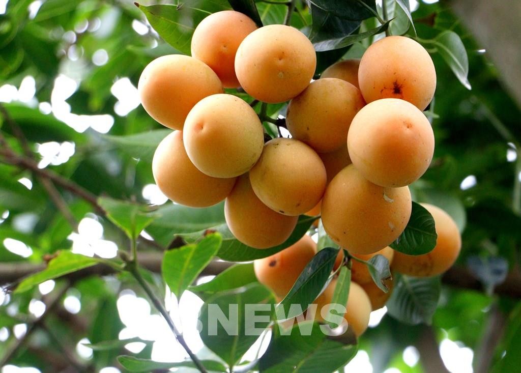 Thanh trà ngọt Vĩnh Long: Từ vườn quê thành mỏ vàng mới