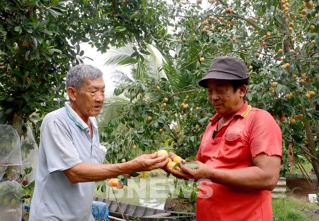 Thanh trà ngọt Vĩnh Long: Từ vườn quê thành mỏ vàng mới