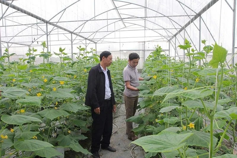 “Giấy thông hành” cho nông sản xứ Thanh vươn xa