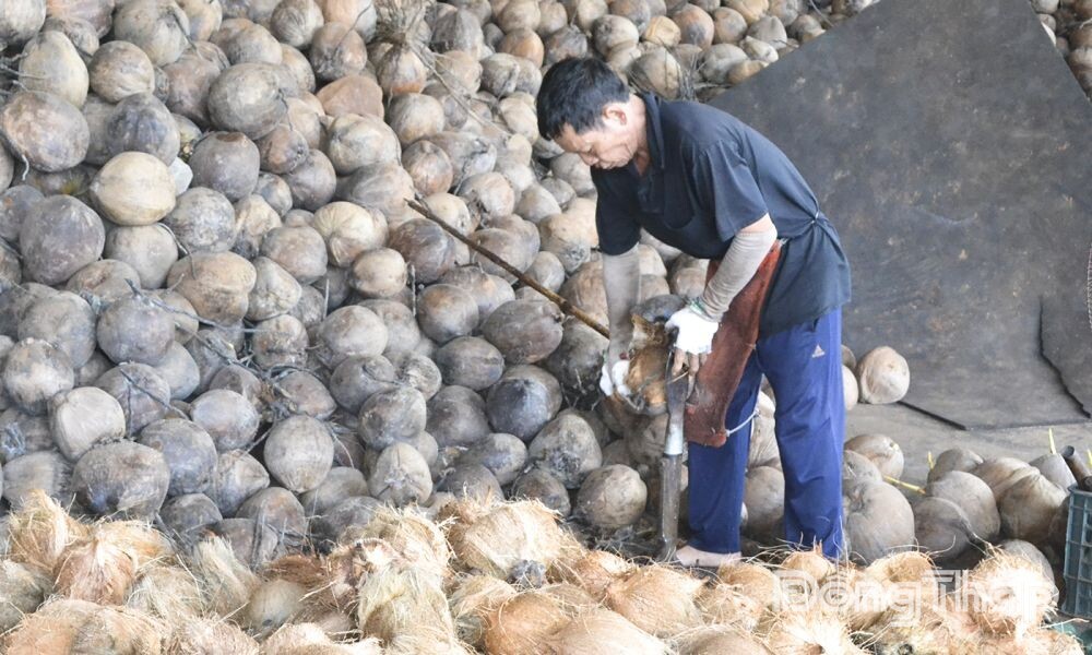 Từ vỏ dừa khô đến giá trị kinh tế