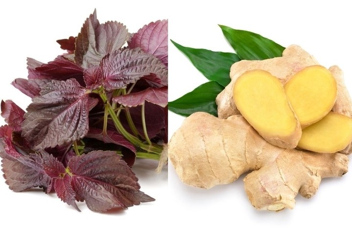 Bài thuốc từ lá tía tô nấu với gừng ai cũng cần biết