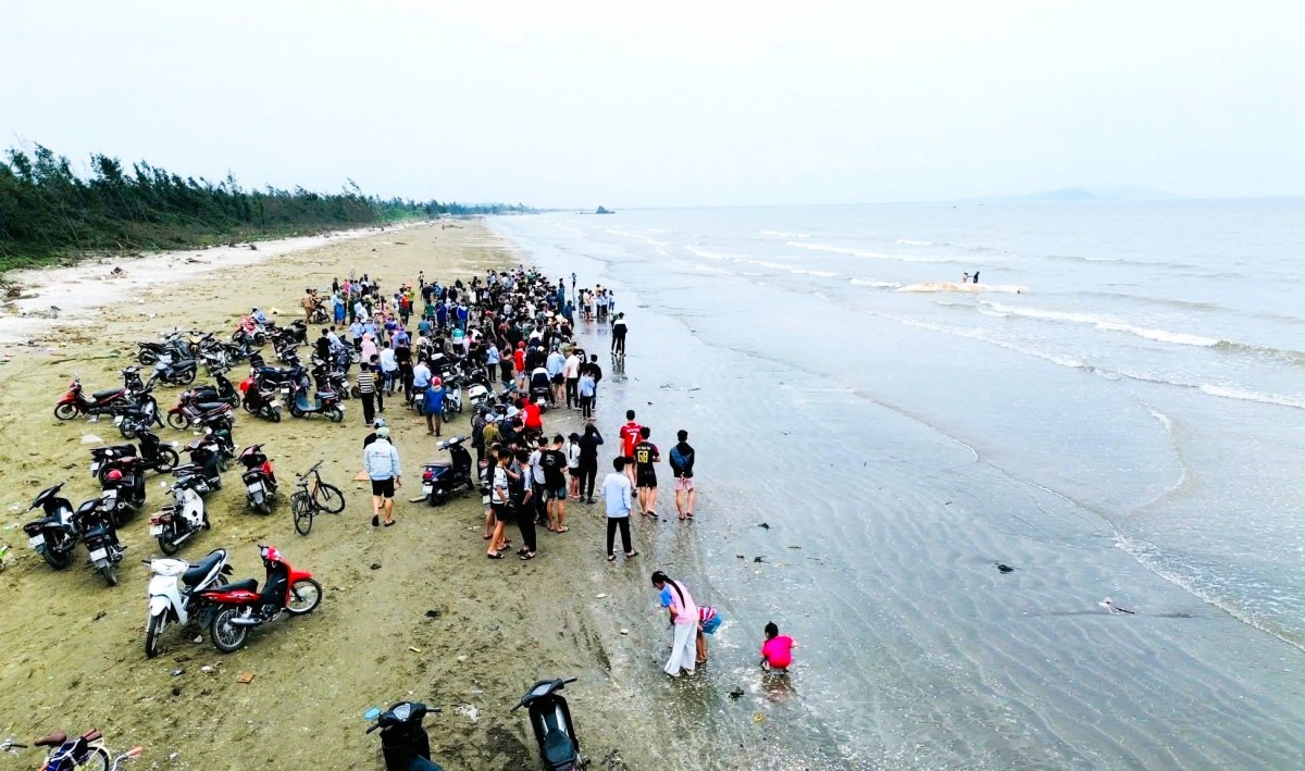 Xác cá voi dài 10m dạt vào bờ biển Nghệ An