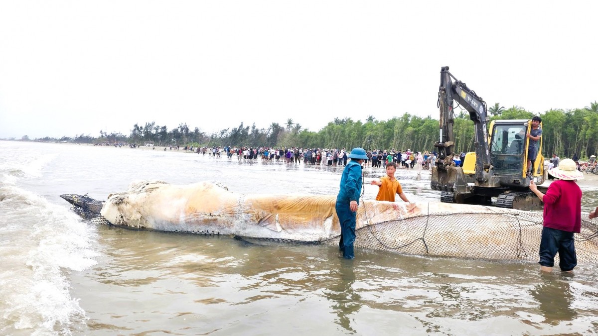 Xác cá voi dài 10m dạt vào bờ biển Nghệ An