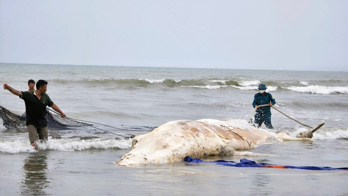 Xác cá voi dài 10m dạt vào bờ biển Nghệ An