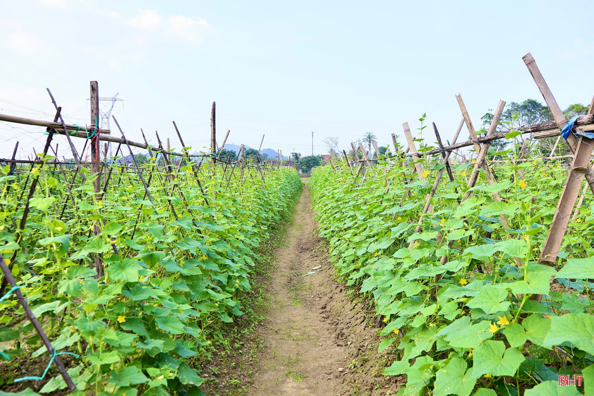 Mảnh vườn nhỏ - Cuộc sống xanh từ những luống rau hữu cơ