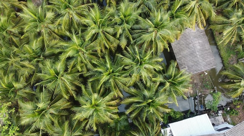 Doanh nghiệp núp bóng thao túng chuỗi giá trị dừa, nông dân Thái Lan chịu thiệt nặng