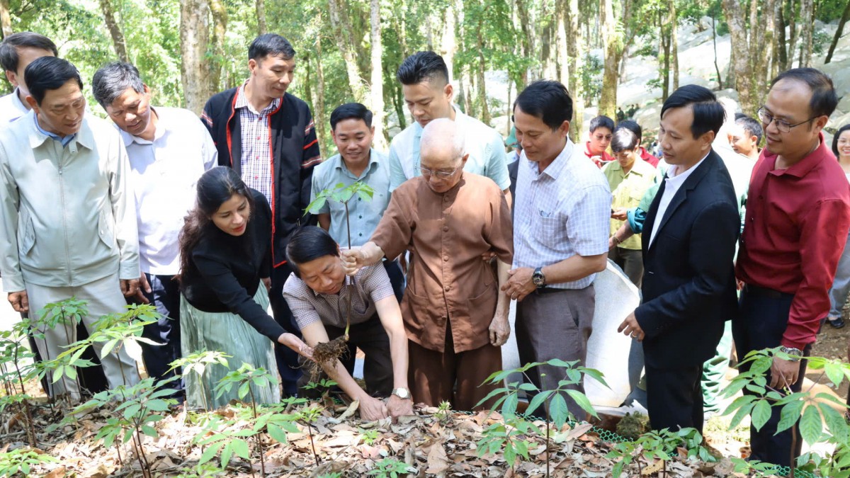 Quảng Ngãi: Tặng 3000 cây giống Sâm Ngọc Linh cho thanh niên khởi nghiệp Quảng Ngãi: Tặng 3000 cây giống Sâm Ngọc Linh cho thanh niên khởi nghiệp