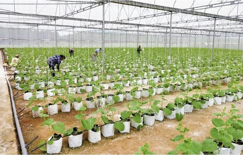 Sản xuất nông nghiệp công nghệ cao mở hướng làm giàu cho nông dân xã Kiên Thọ