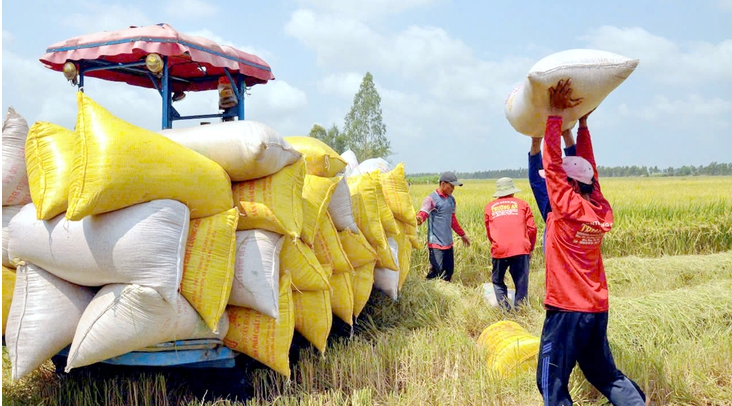 Tận dụng FTA, đẩy mạnh xuất khẩu gạo vào thị trường giá trị cao