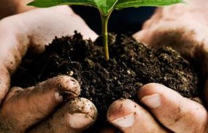 Tầm quan trọng của Organic Matter đối với cây trồng