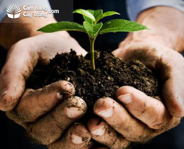 Tầm quan trọng của Organic Matter đối với cây trồng