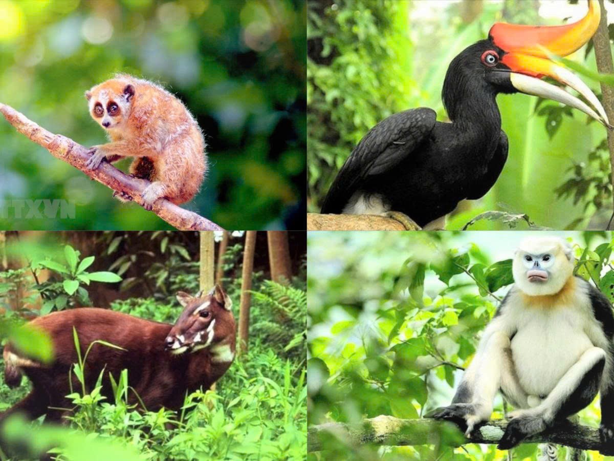 Tiêu hủy 4 cá thể động vật rừng nguy cấp theo quy định pháp luật