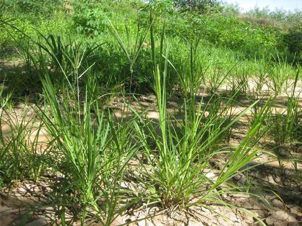 Cỏ mần trầu: Thanh nhiệt, mát gan từ tự nhiên