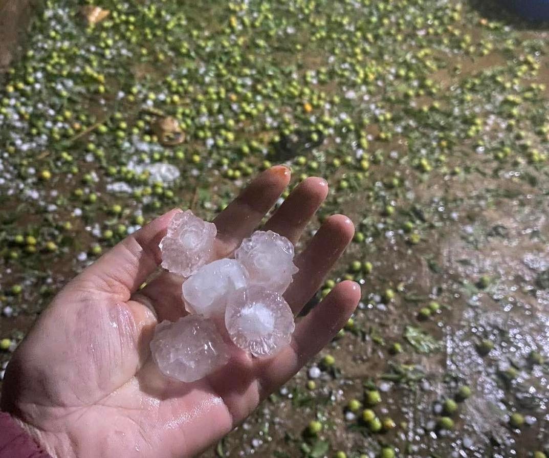 Mưa đá "tàn phá" hàng trăm ha mận, táo ở Sơn La